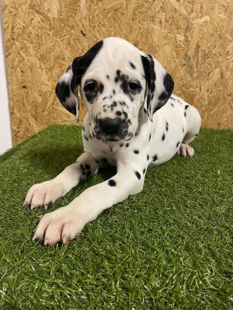 Bébé dalmatien allongé sur une pelouse synthétique