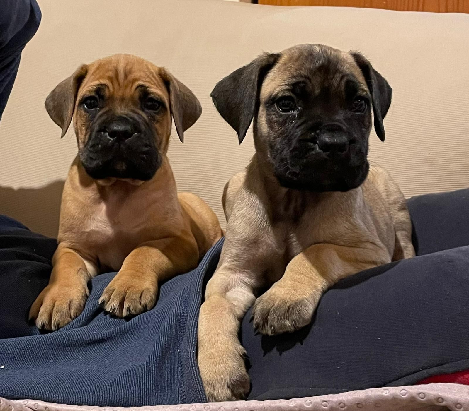 Deux jeunes cane corsos dans leur panière