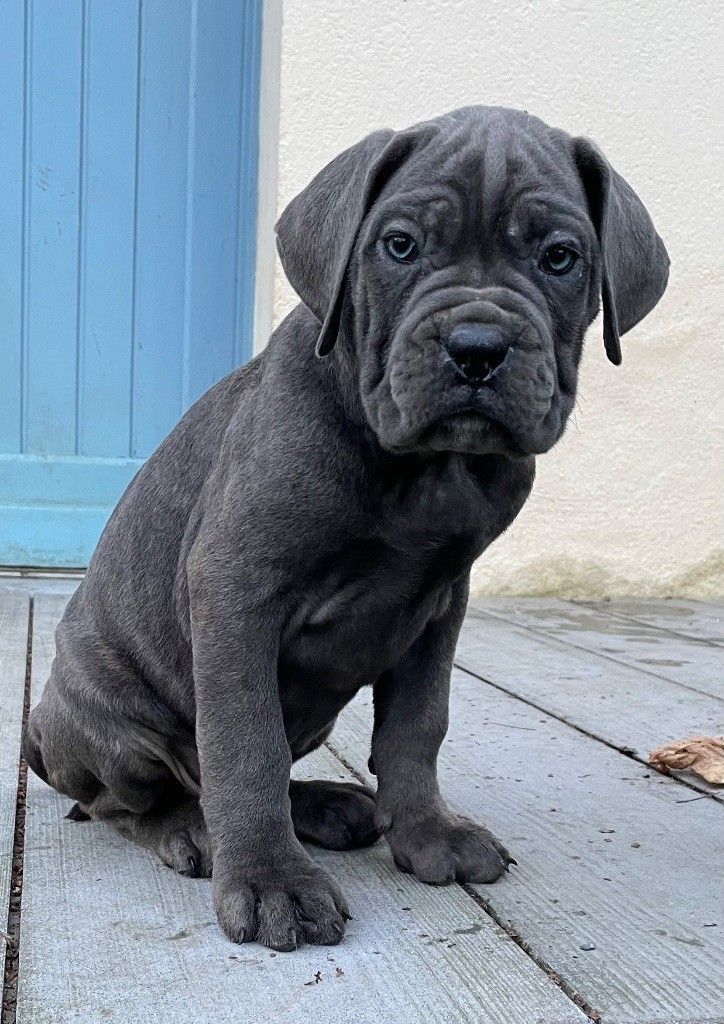 Bébé cane corso gris assis