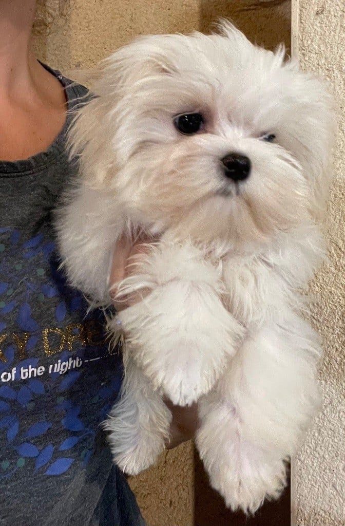Chiot mâle bichon maltais