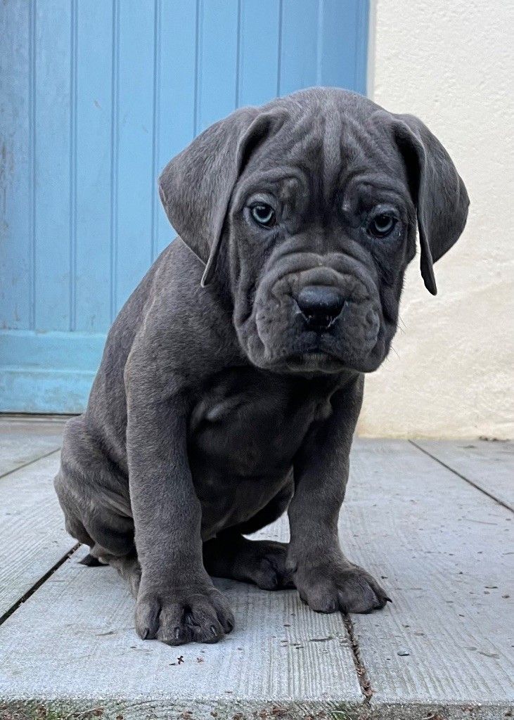 Bébé cane corso gris foncé