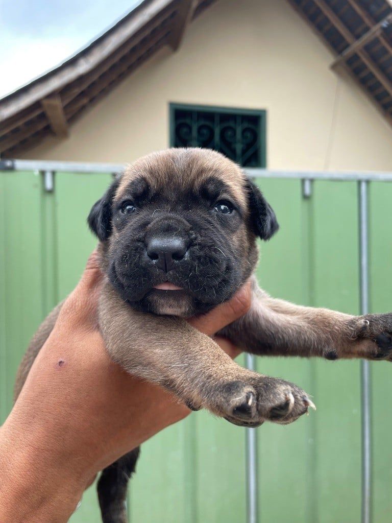 Jeune chiot carlin noir avec une expression enjouée