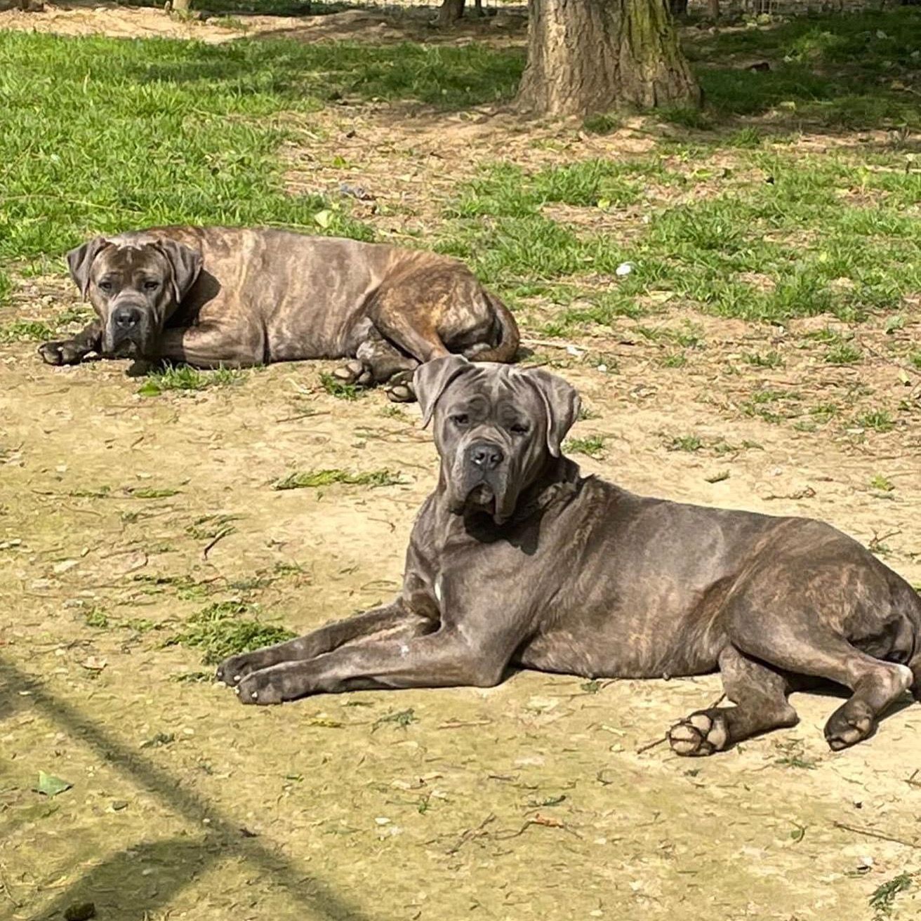 Deux adultes de race cane corso se reposent au soleil