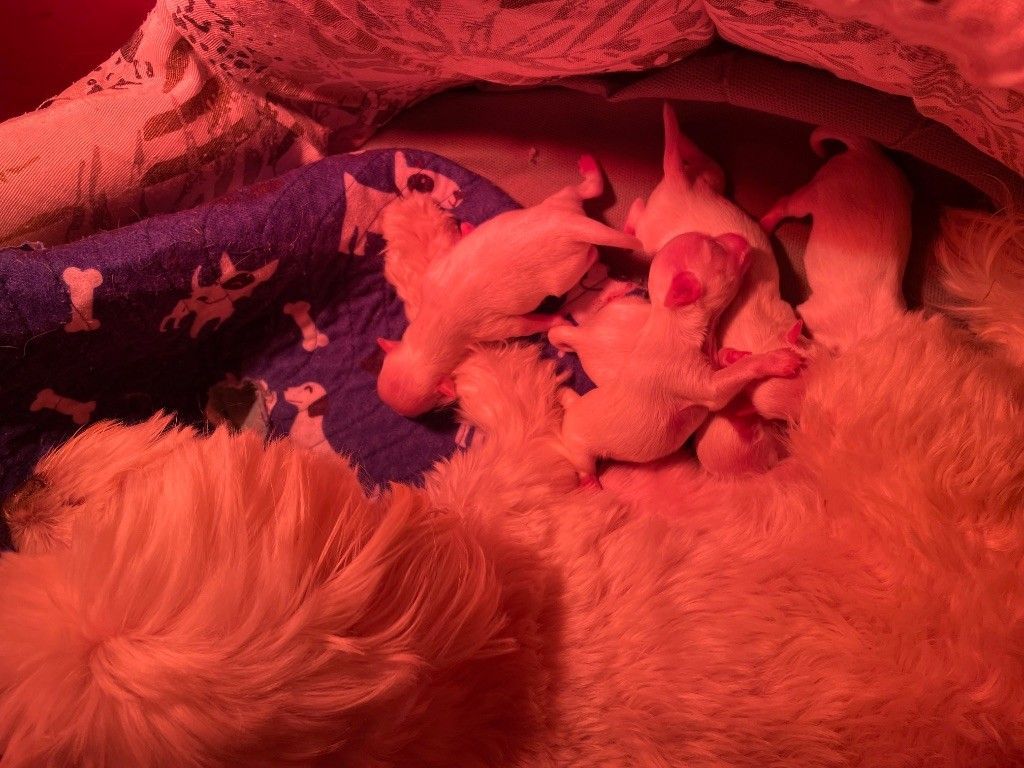 Bébés Bichon maltais