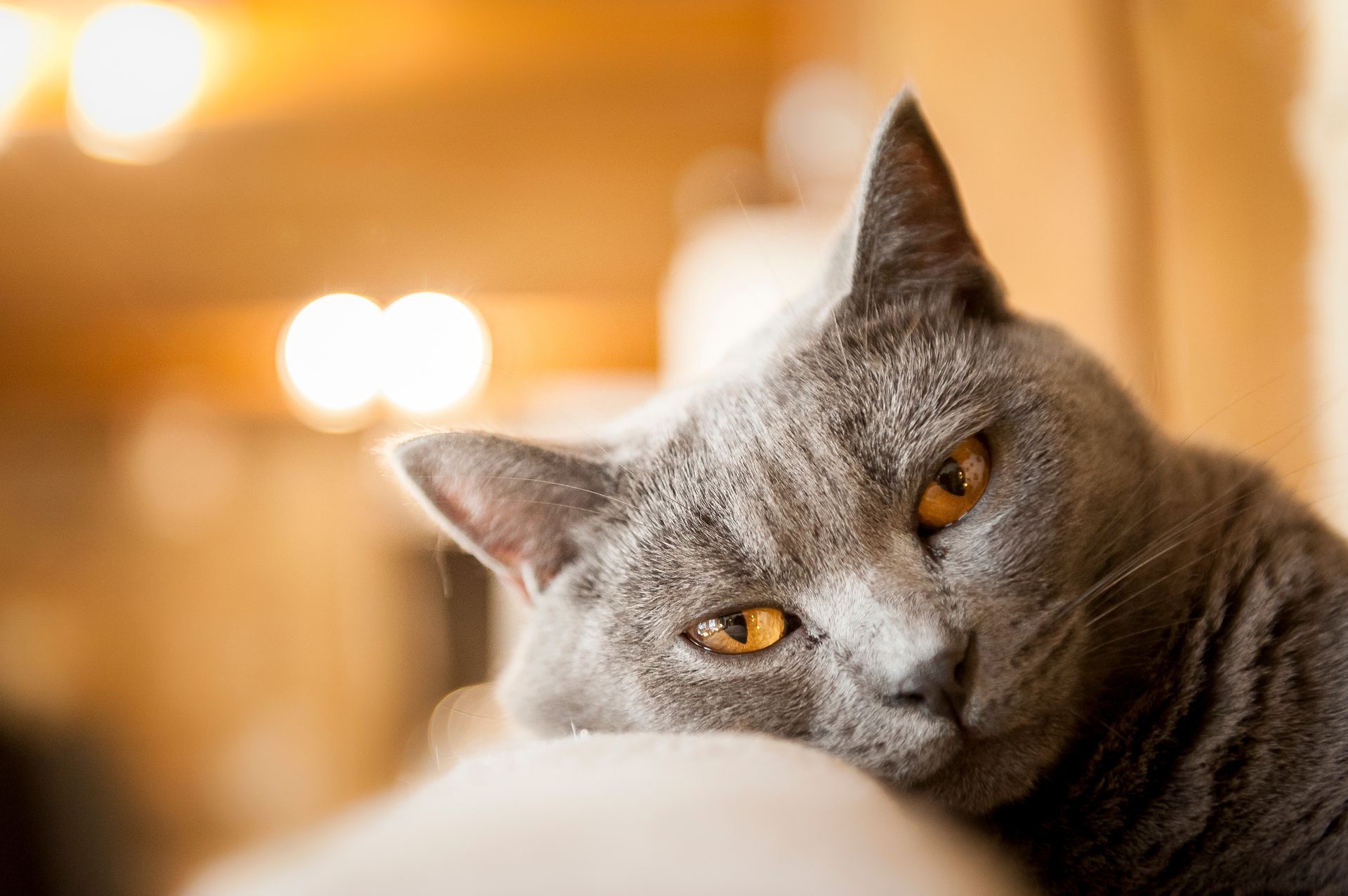 Chat gris aux yeux marron
