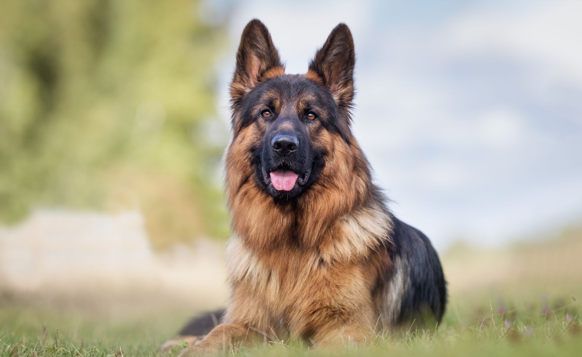 Berger allemand couché dans l'herbe