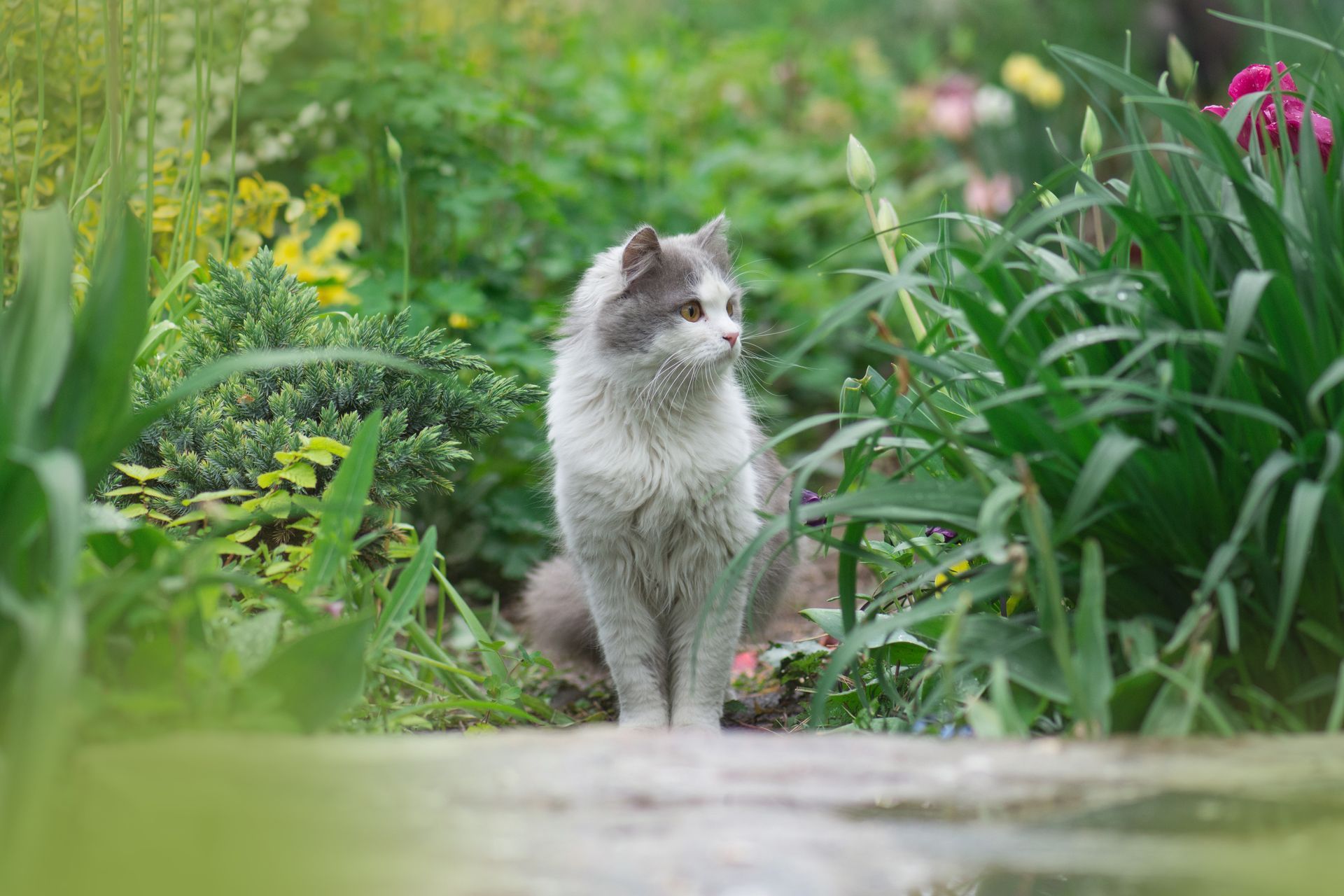 Photographie d'un chat en extérieur