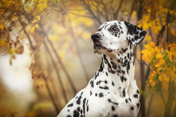 Dalmatien devant des feuilles aux couleurs de l'automne