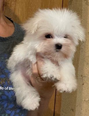 Chiot mâle bichon maltais 2