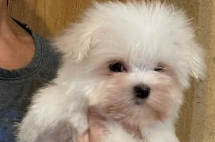 Bébé Bichon maltais 2 blanc