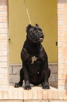 Cane corso nommé Eva