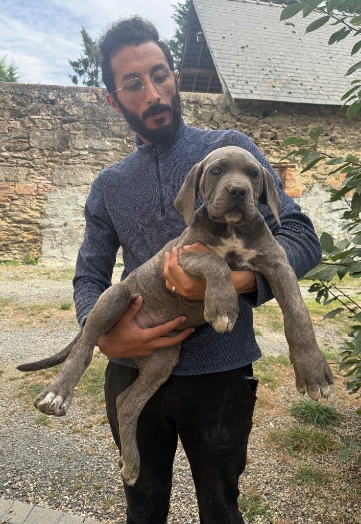 Chiot 1 cane corso Valma's Signature