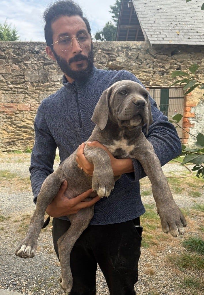 Chiot 2 gris bringé Valma's Signature