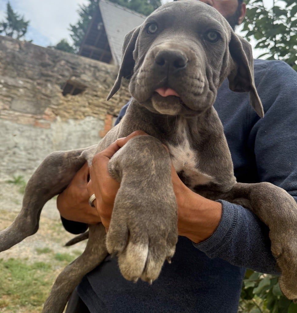 Chiot berger allemand dans les mains de son maître