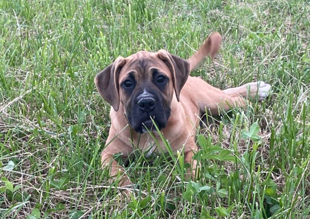 Chiot cane corso de face