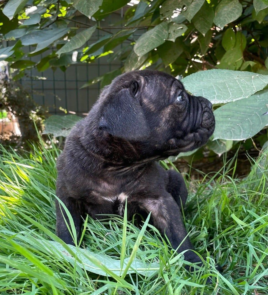 Chiot 1 noir bringé Valma's Signature de profil