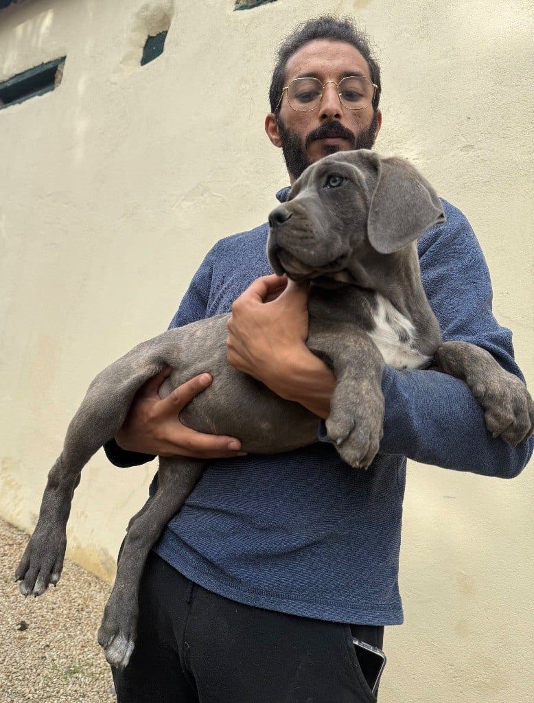 Chiot berger allemand dans les mains de son maître