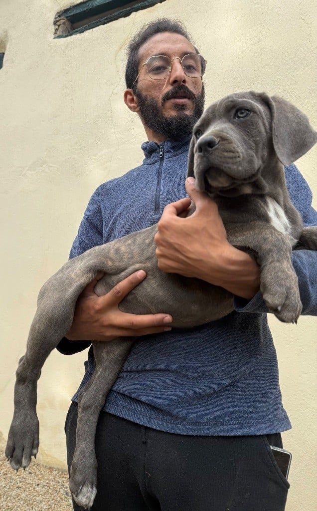 Chiot 2 cane corso Valma's Signature dans les bras de l'éleveur