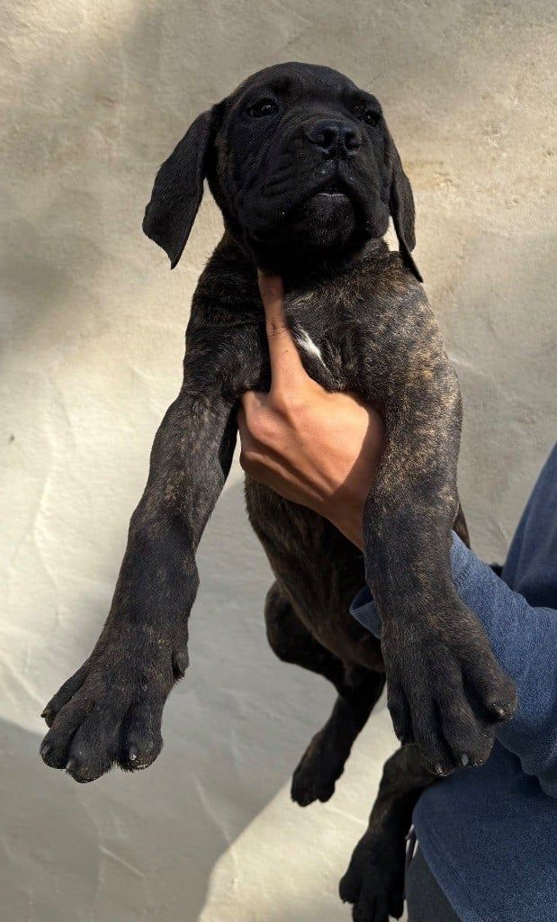 CHIOT 2 noir bringé Valma's Signature