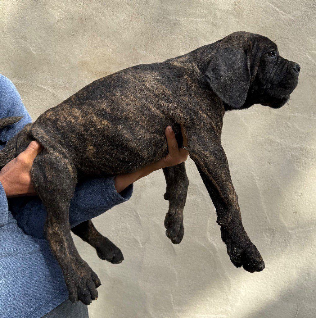 Chiot 2 noir bringé Valma's Signature de profil dans les mains de l'éleveur