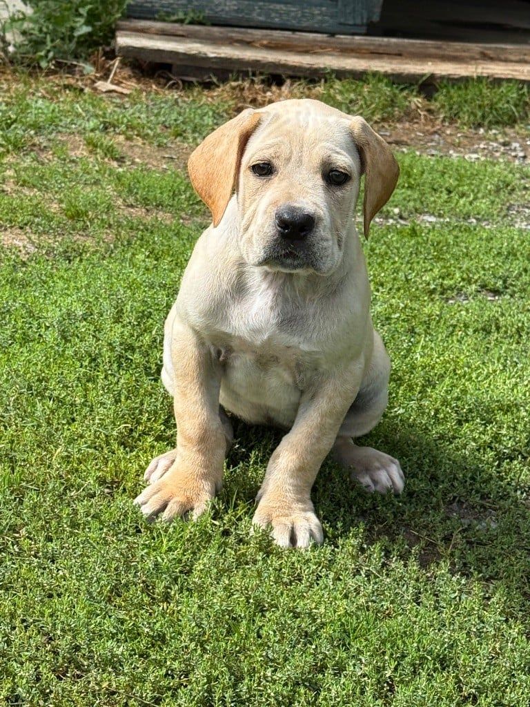 CHIOT 5 sable Valma's Signature