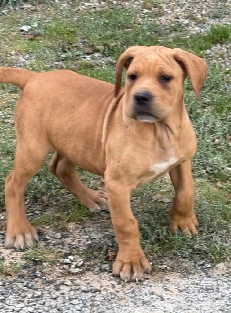 CHIOT 6 fauve Valma's Signature