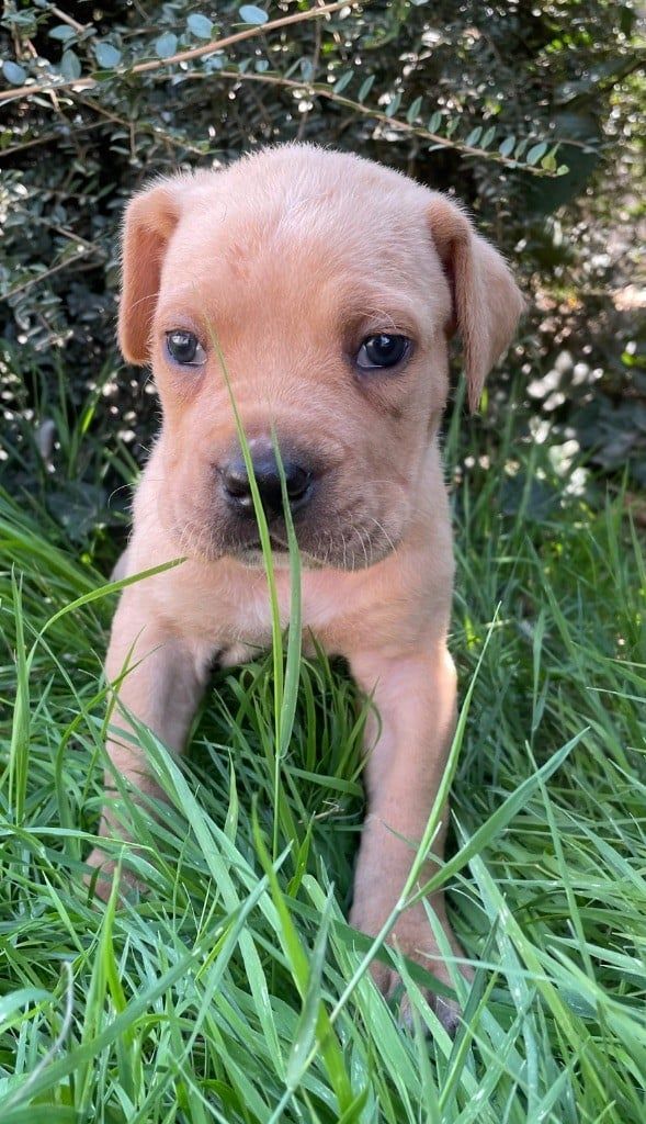 Chiot 5 sable Valma's Signature sur herbe