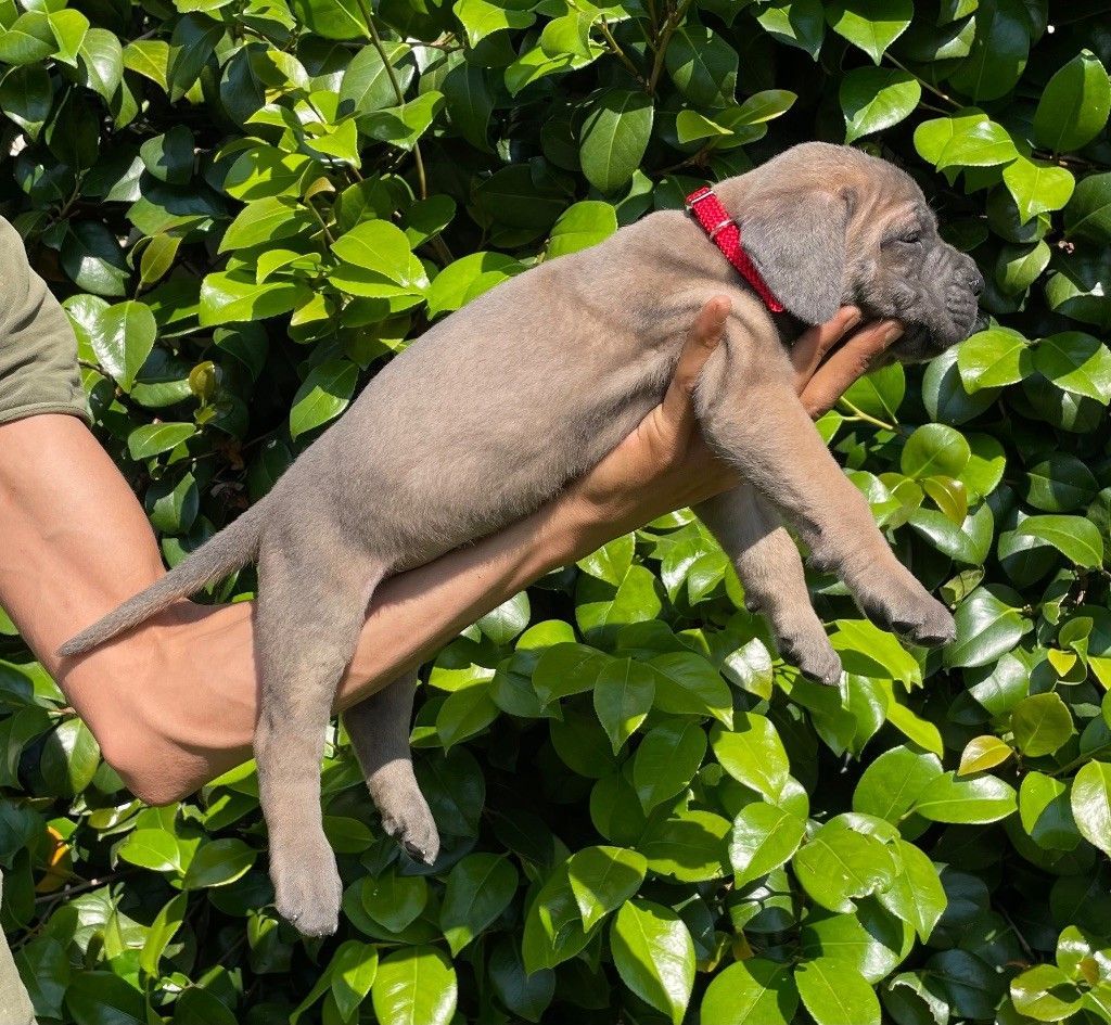 Chiot cane corso couché sur le bras de son éleveuse