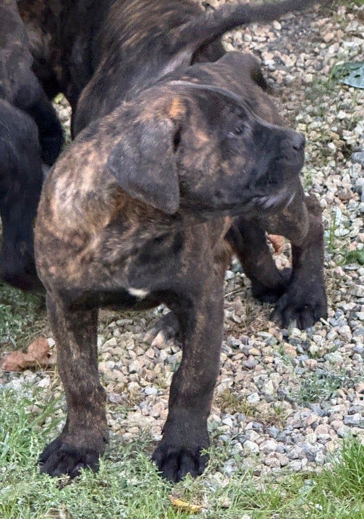 CHIOT 7 noir bringé Valma's Signature