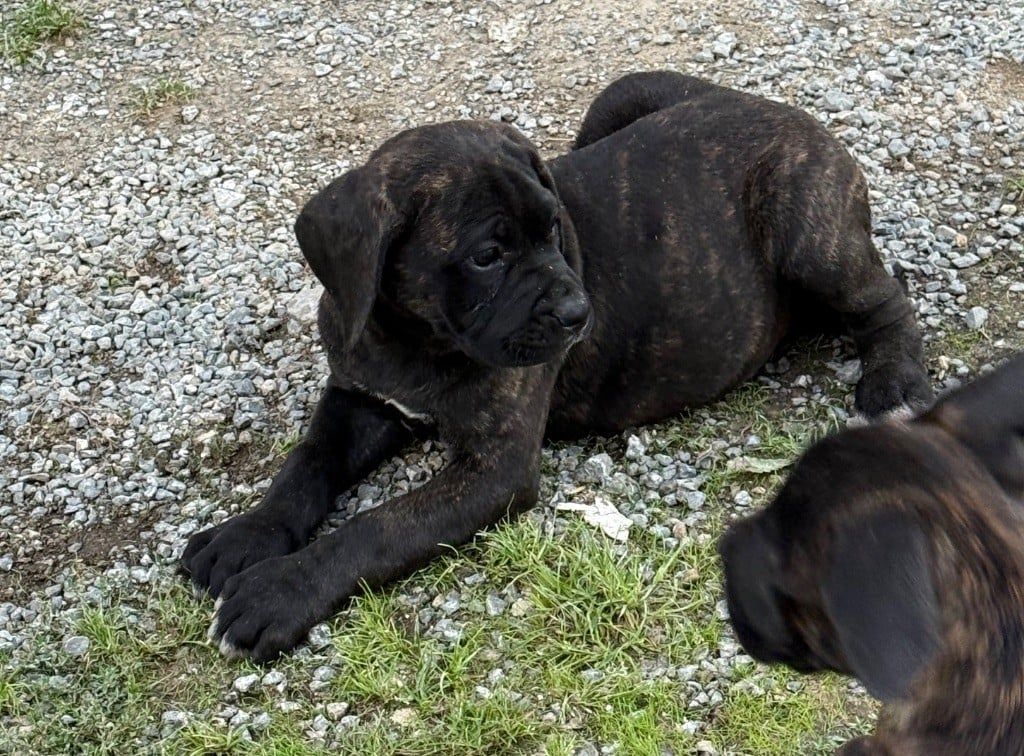 CHIOT 8 noir bringé Valma's Signature