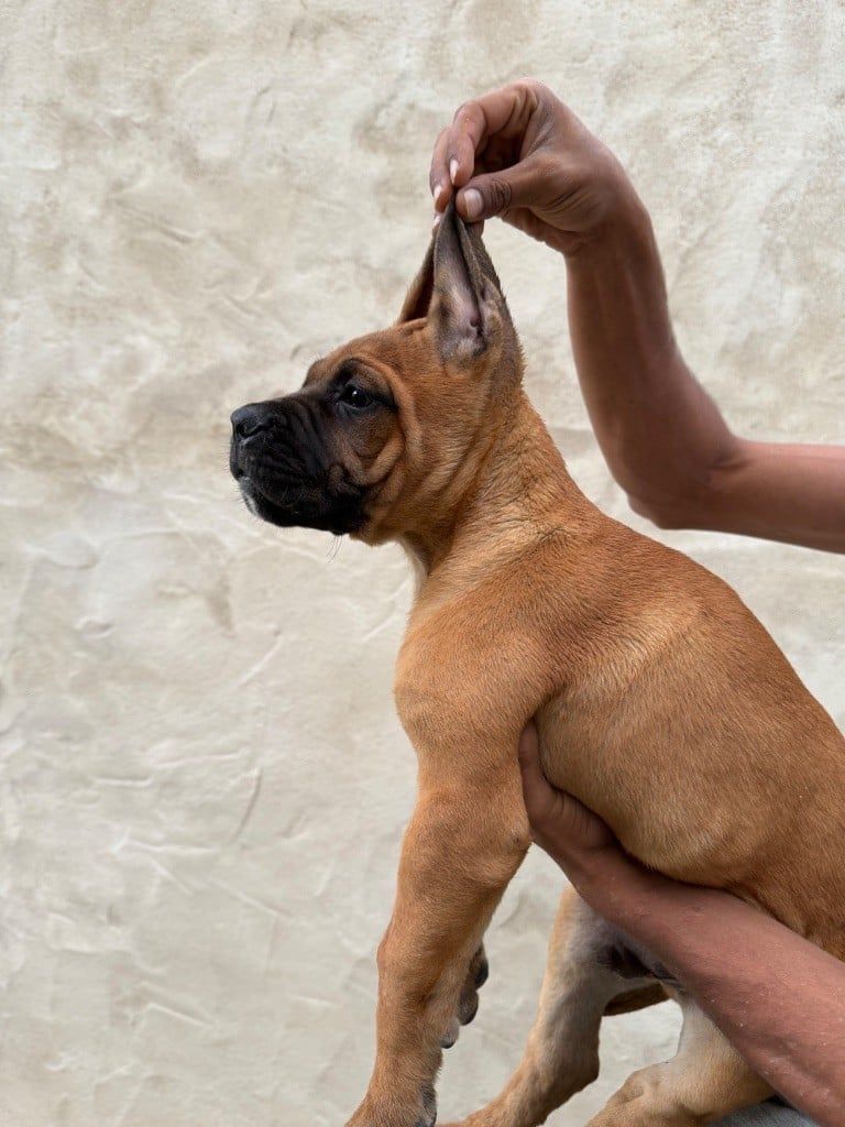 Chiot 3 fauve masque noir Valma's Signature oreilles tendues