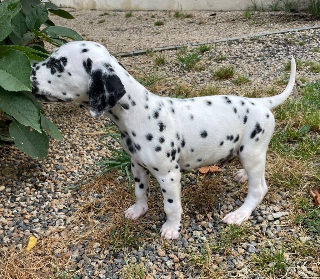 Chiot 4 Valma's Signature profil