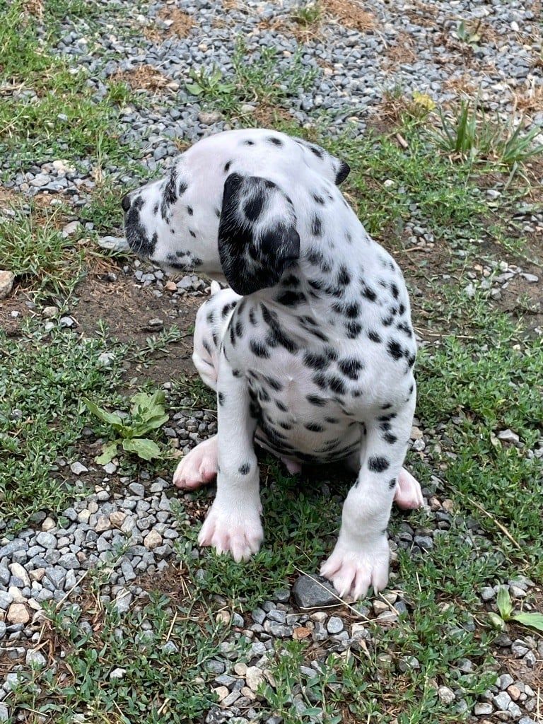 Chiots  5 Valma's Signature profil gauche
