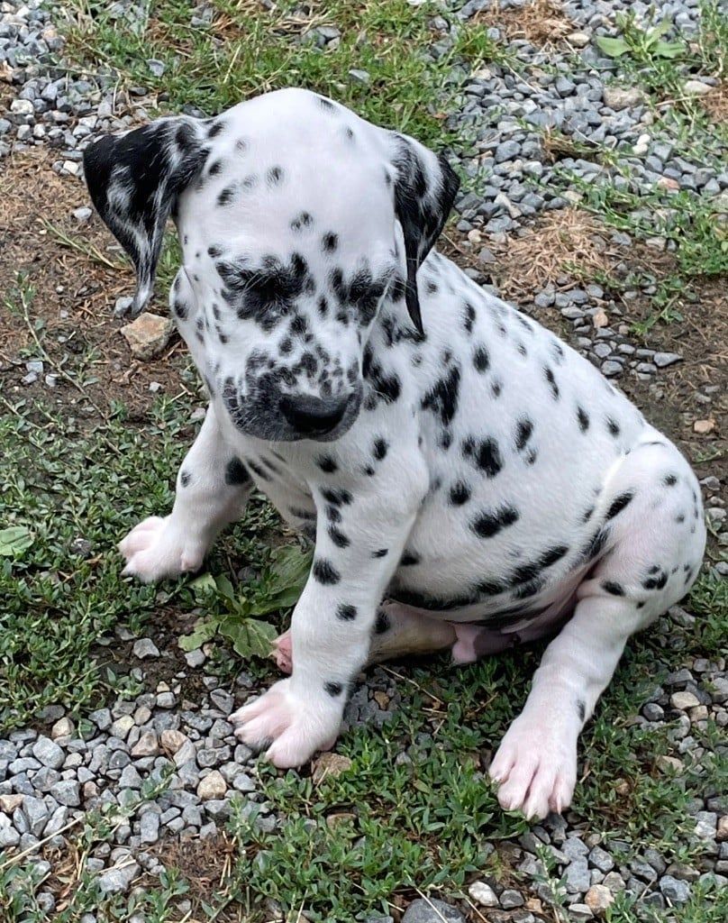 Chiot 5 Valma's Signature regard droite