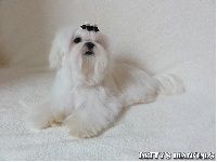 Chien bichon maltais retraité