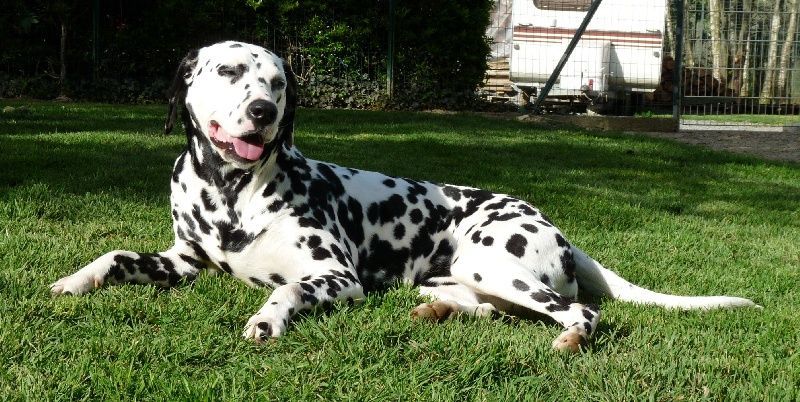 Chien dalmatien retraité