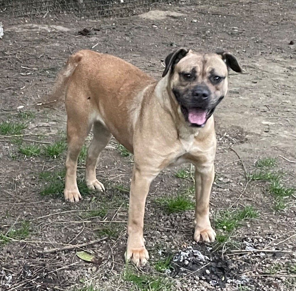 Cane corso nommé Engela souriant