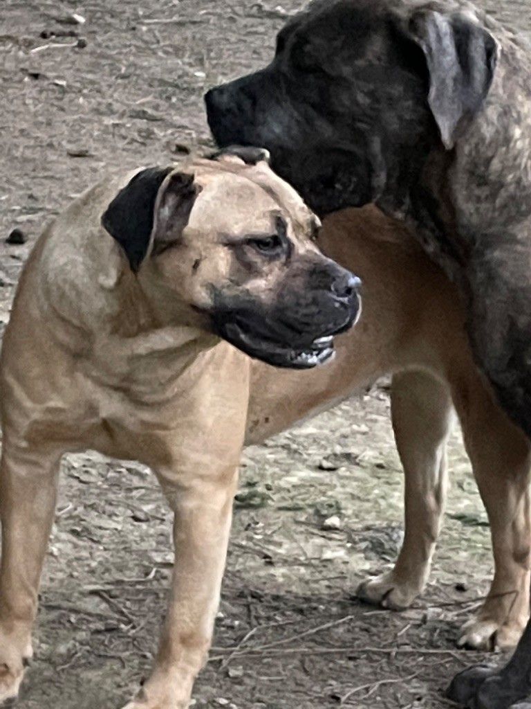 Cane corso nommé Engela de côté