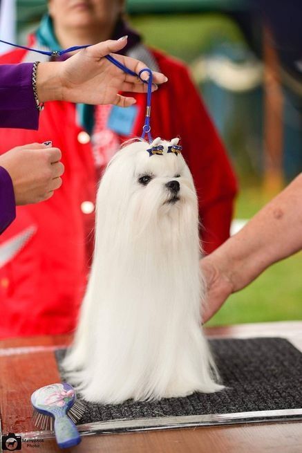 Bichon maltais nommé Galaxy Crystal Maybach