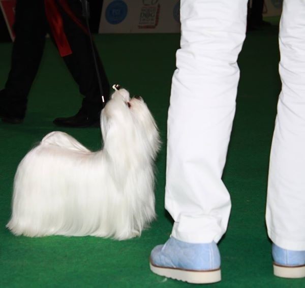 Hello angel en concours