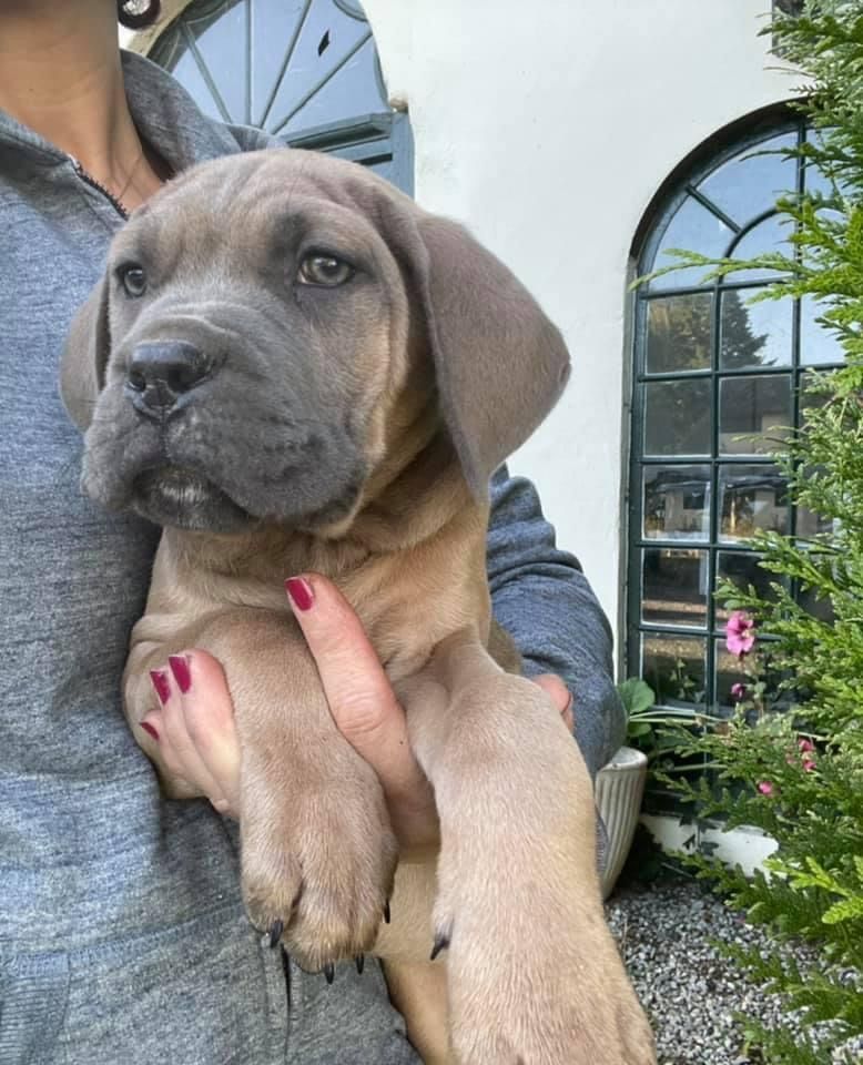 Chiot cane corso dans les bras d'une femme portant du vernis à ongles rouge