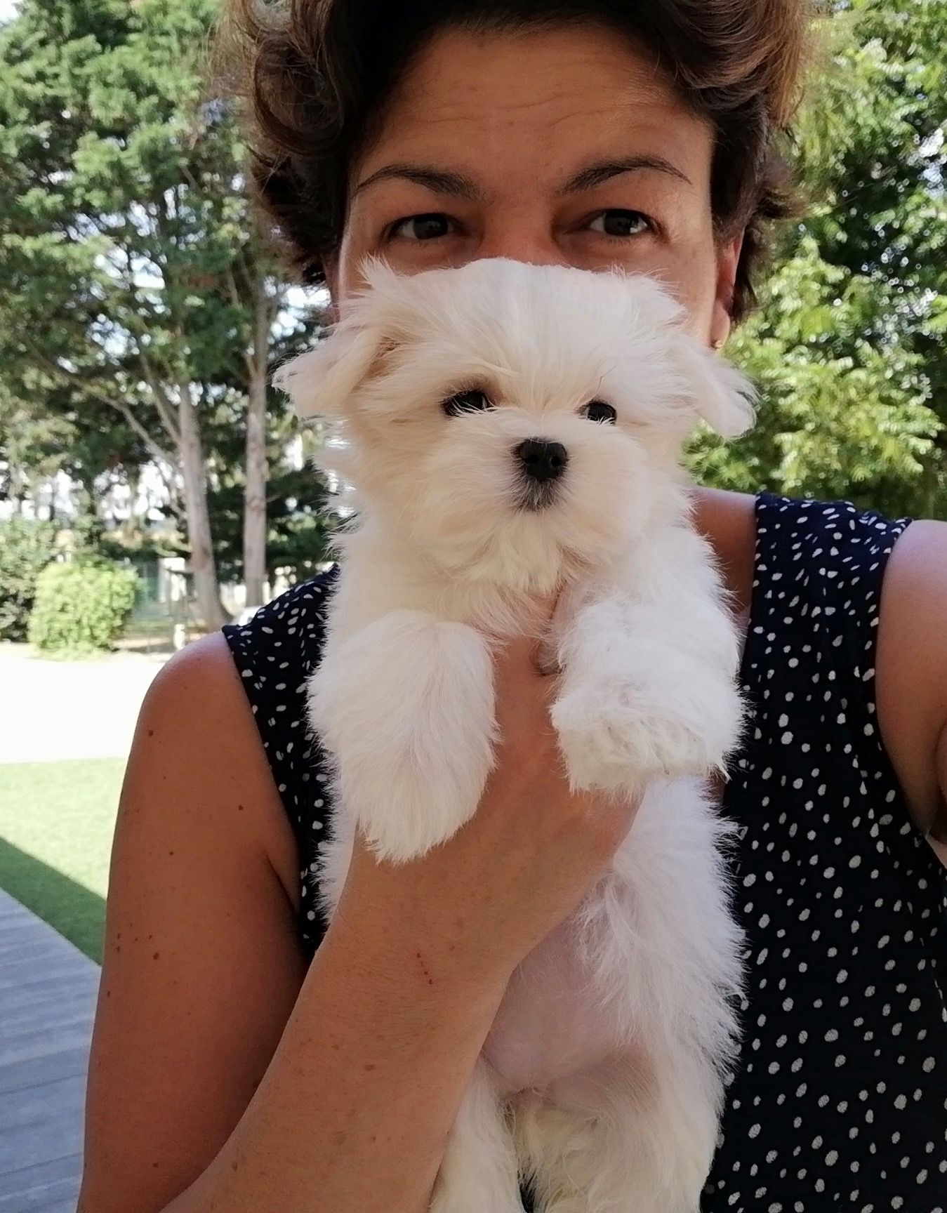 Jeune bichon maltais dans les mains de son éleveuse