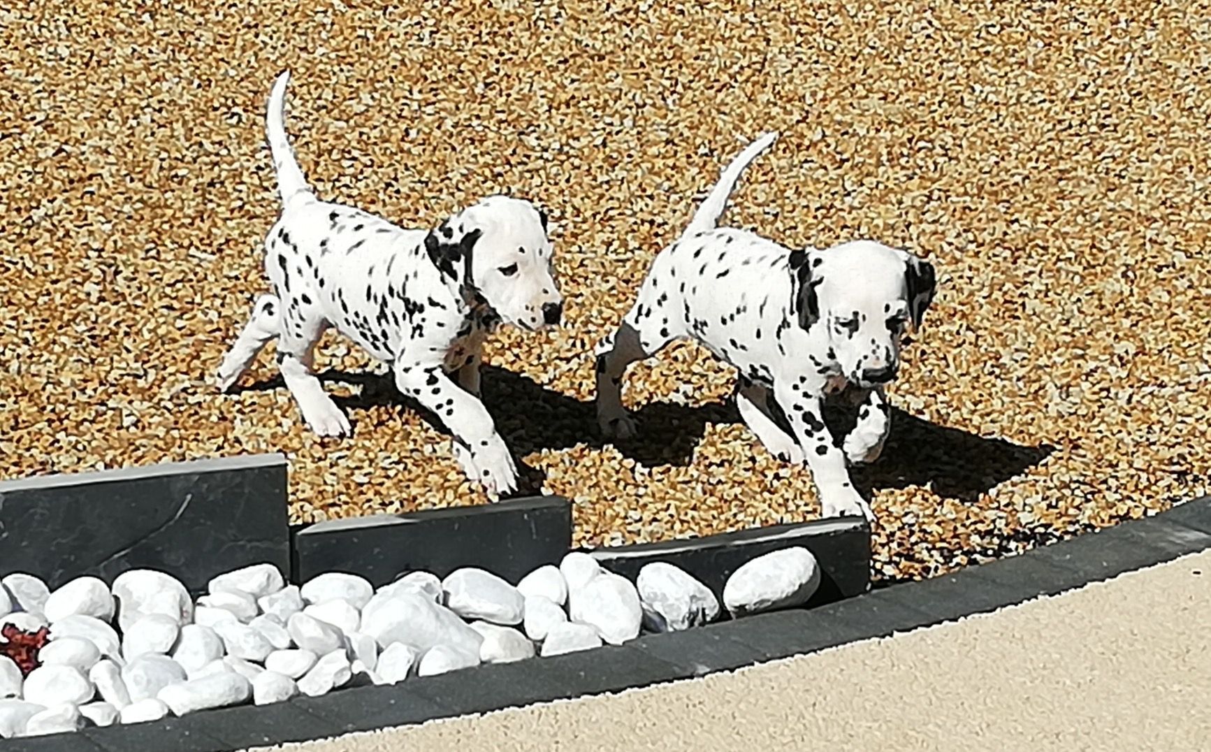 Deux chiots dalmatien marchant dans des graviers