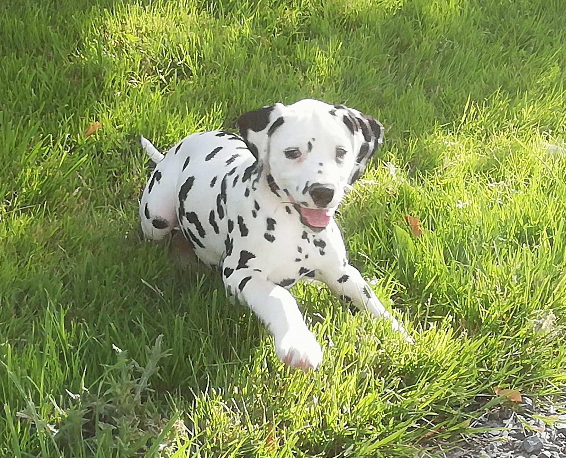 Jeune chiot dalmatien couché dans l'herbe