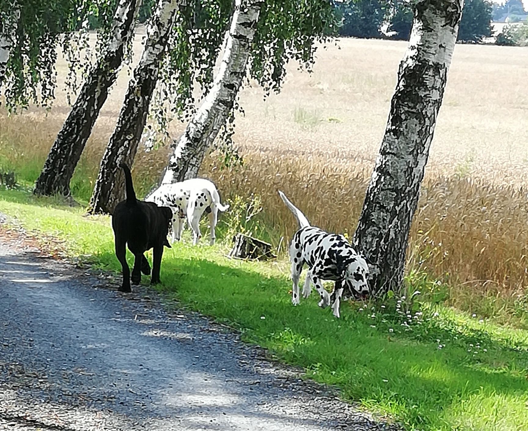 Chiens en balade dans le domaine