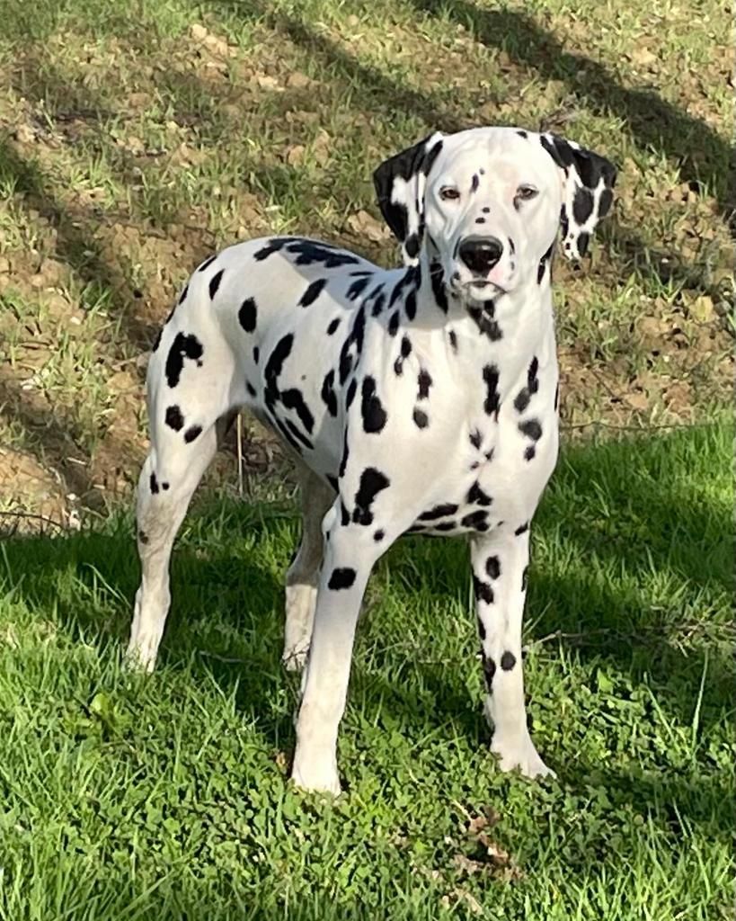 Femelle dalmatien du Domaine du Grand Coudray