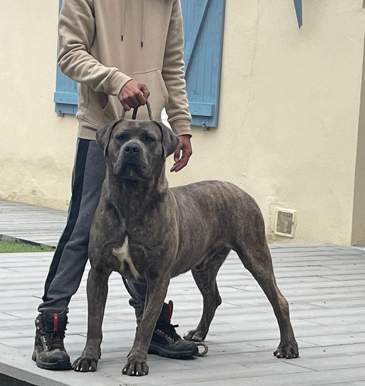 Cane corso tenu en laisse