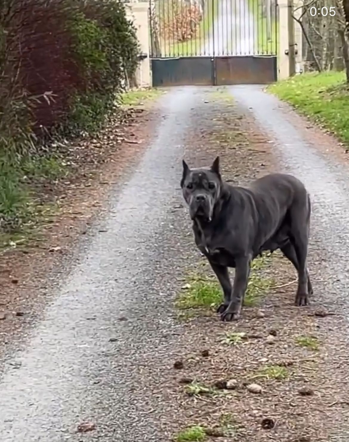 Cane corso nommé JCH