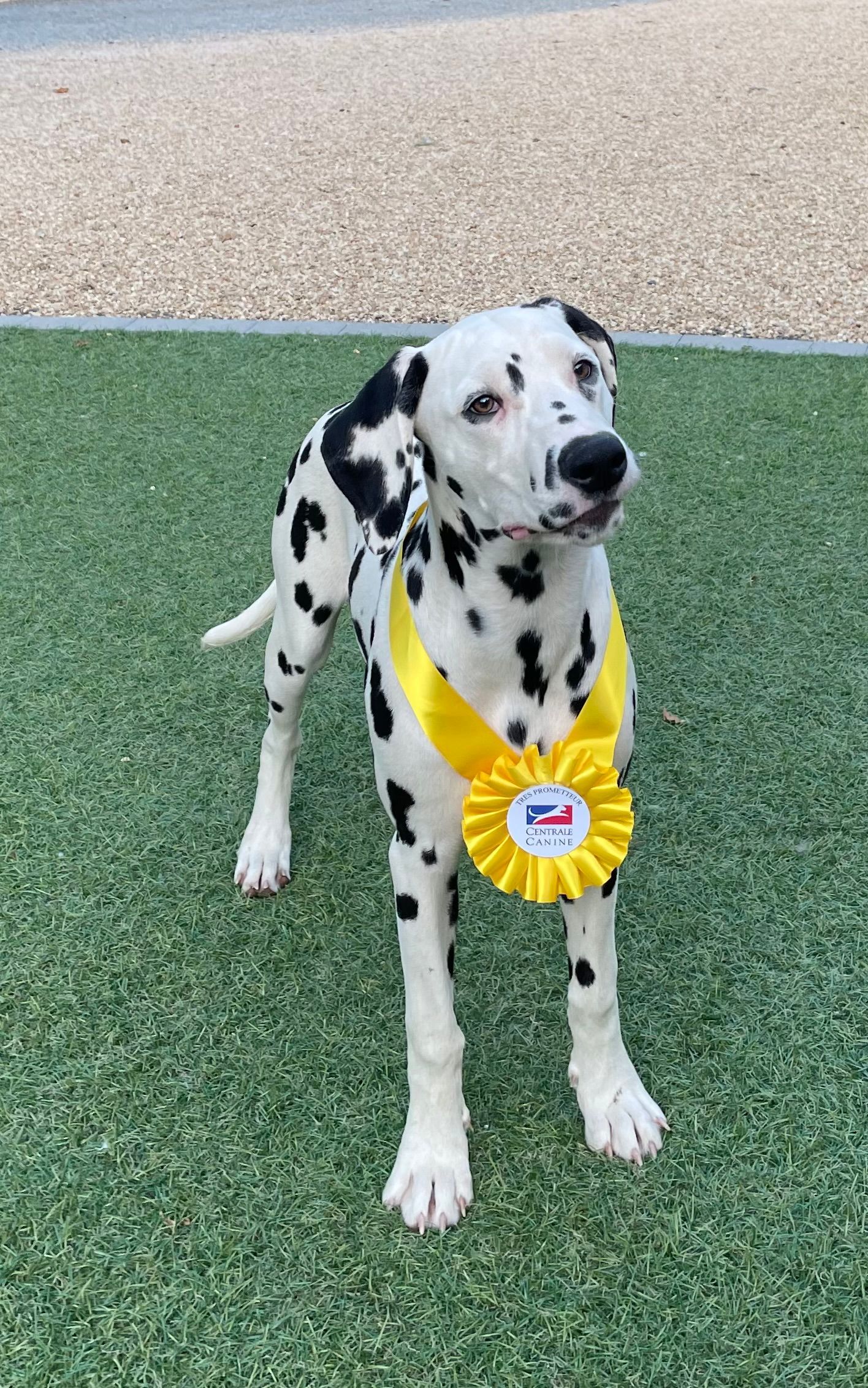 Dalmatien récompensé à un concours