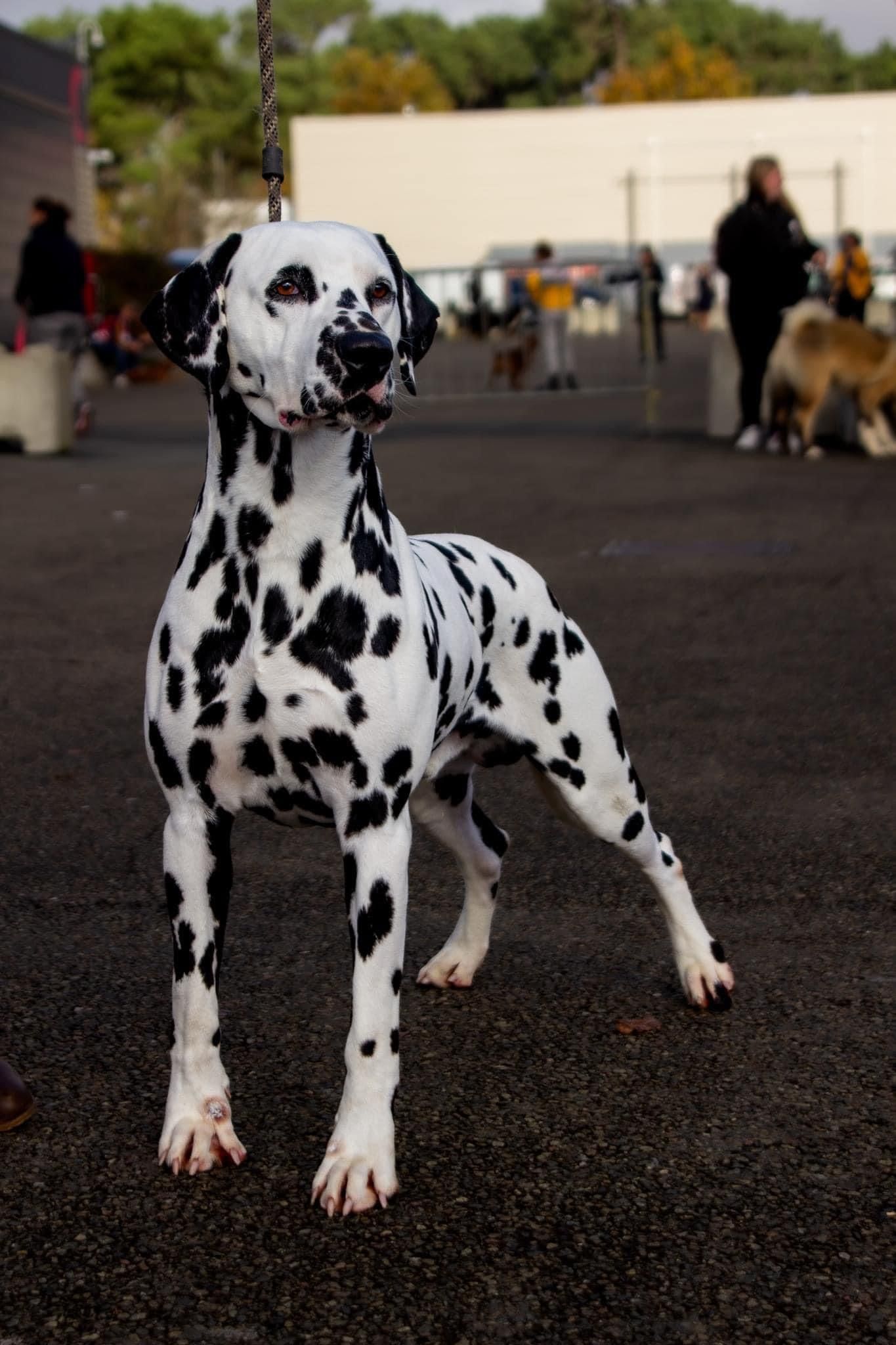 Jeune dalmatien regardant vers la droite